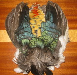 amherst pheasant  body skin natural Veniard